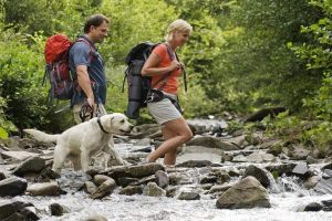 Important Tips To Keep In Mind While Hiking With Your Dog