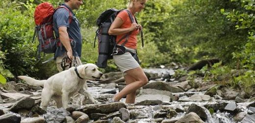 Important Tips To Keep In Mind While Hiking With Your Dog