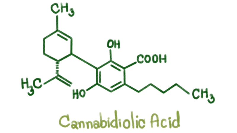 Cannabidiolic acid