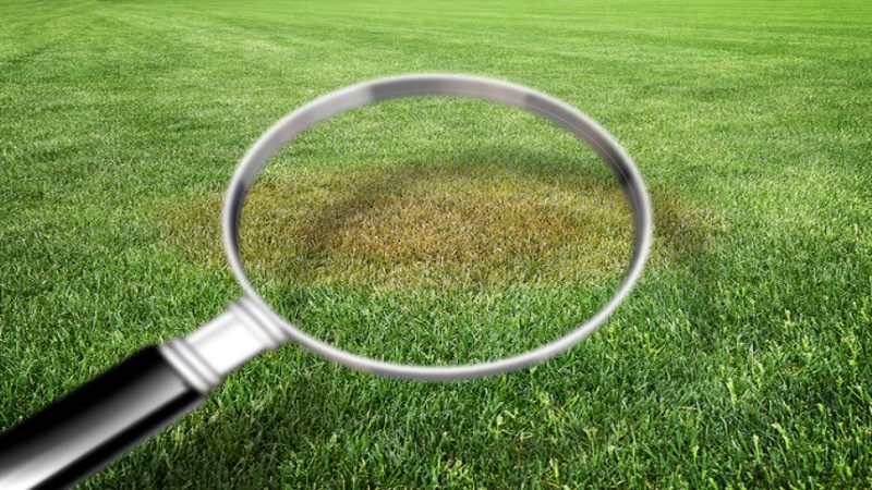 Yellow Spots on Your Lawn & How to Fix It