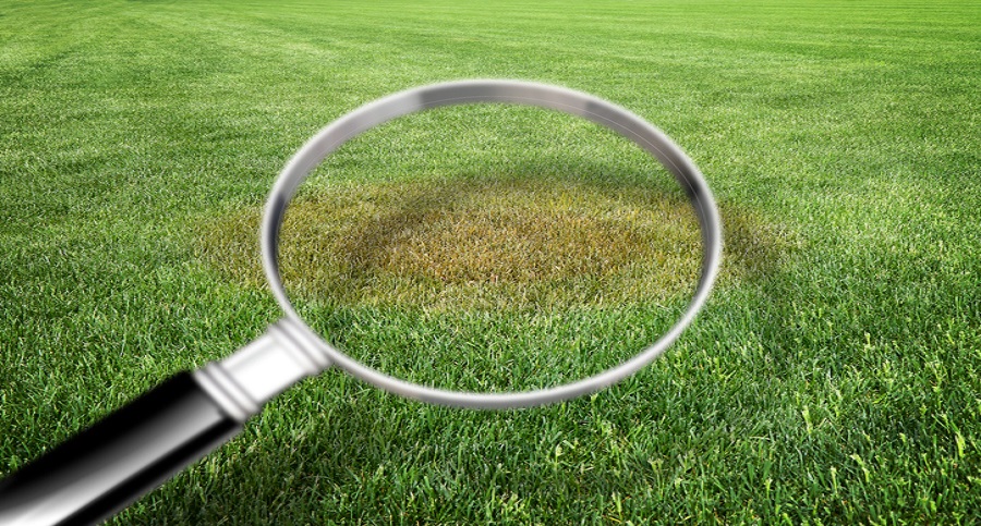 Yellow Spots on Your Lawn & How to Fix It