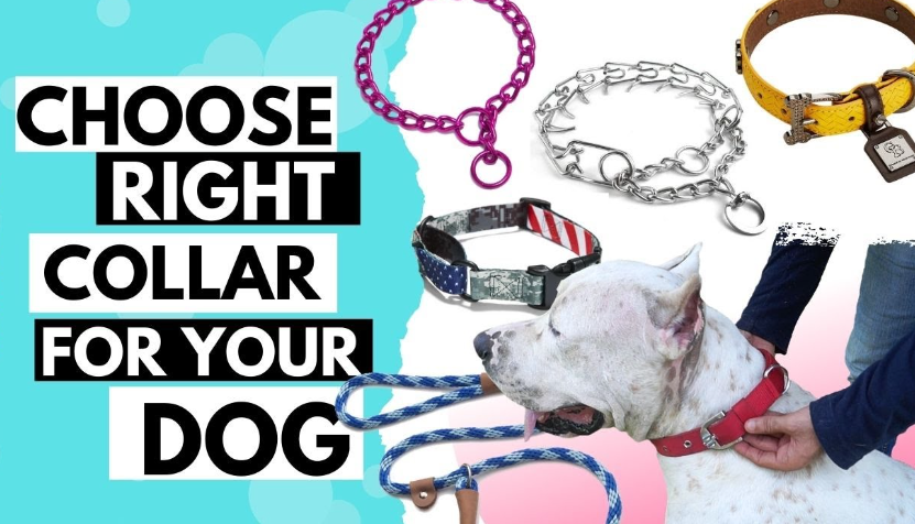 jogging dog leash