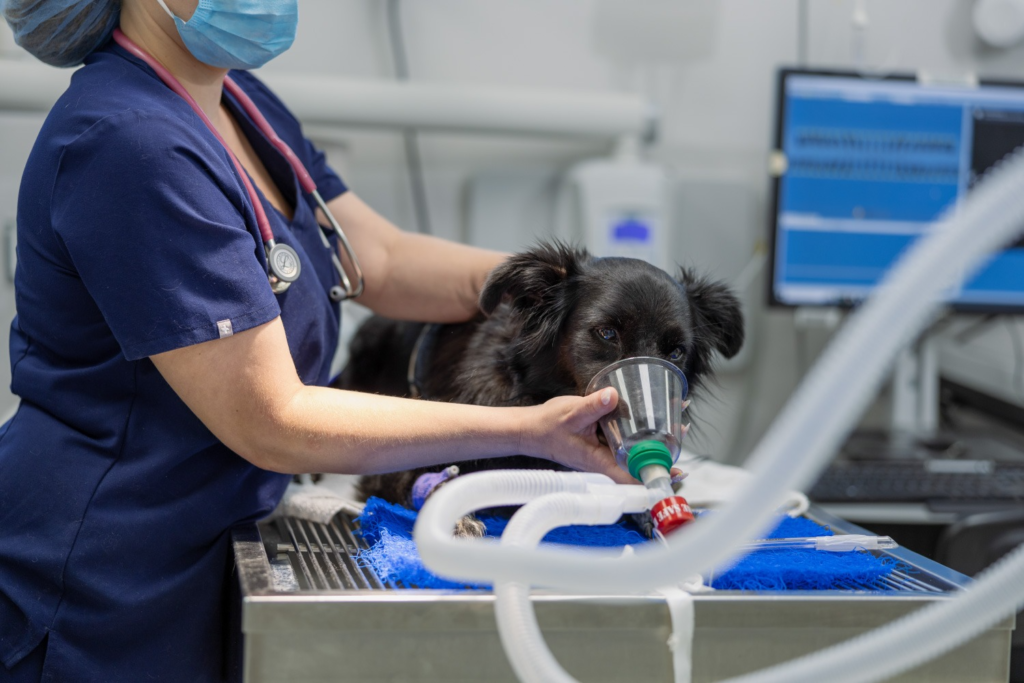 emergency vet clinic in Encino