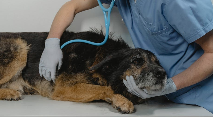 emergency vet near you in Encino