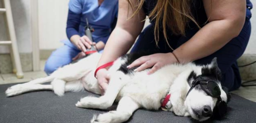 urgent vet care in Encino