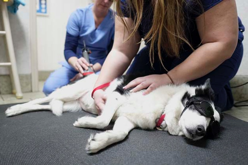 urgent vet care in Encino